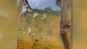 Fish kills, algae blooms likely following Palm Bay's massive sewage spill in Turkey Creek