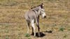 2 wild donkeys shot by arrows in Riverside County