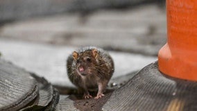 SF bakery shutters following discovery of rodent infestation
